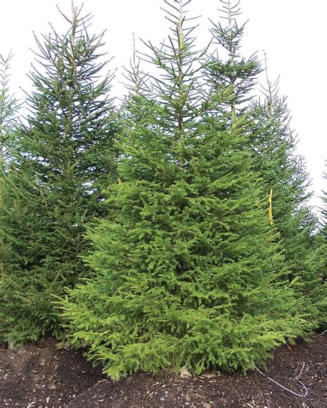 how wide do norway spruce trees get